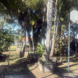 4 Queen Palm Special