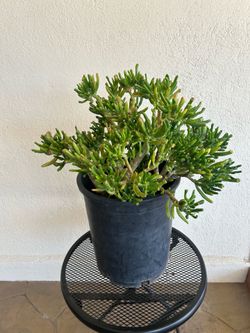 Gollum Jade Plant