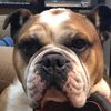 Brutus