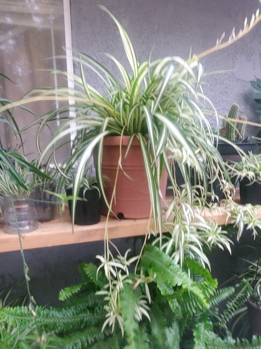 Spider Plant