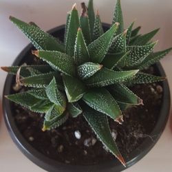 Haworthia Fasciata Concolor Plant