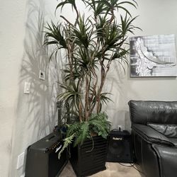 Large Plant 10’
