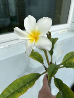 This white Plumeria / Frangipani Tree See All Pictures of # 201