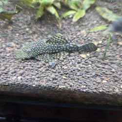 Live Fish "Pleco"