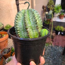 Euphorbia Nova Milk barrel Plant