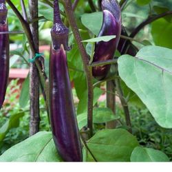 Ichiban Japanese Long Eggplant Plant With Fruits