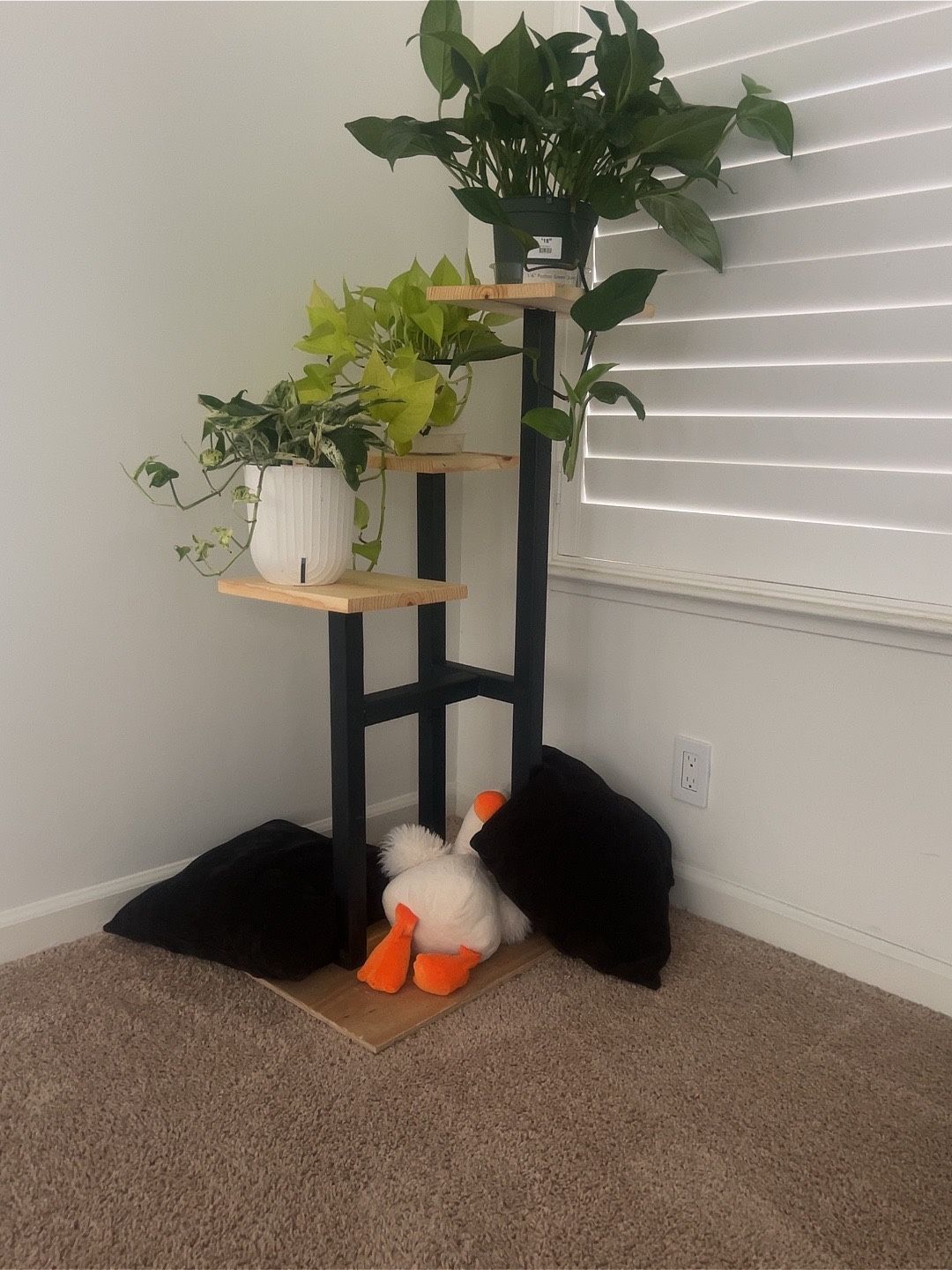 Plants Stand