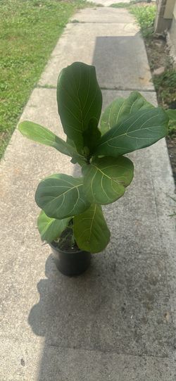 Fiddle leaf plant