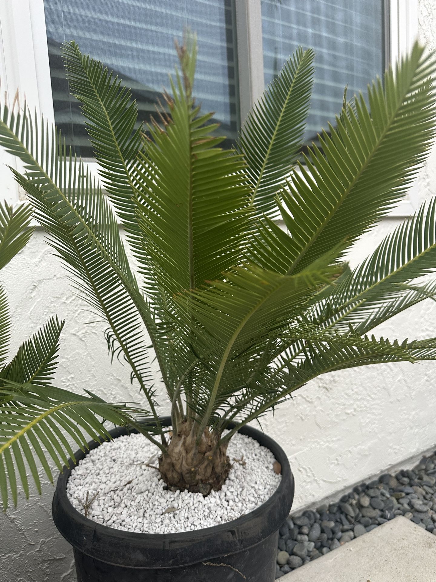 ディオーン エデューレ Dioon edule 20s Dioon Edule · Bumble Plants