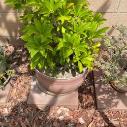 5 gallon plants