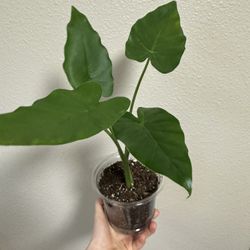 Alocasia California Plant 