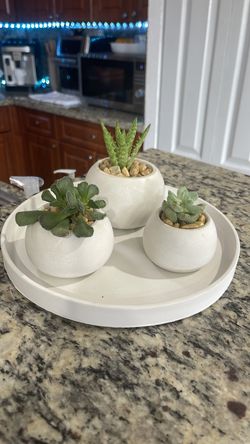 Mini cactus