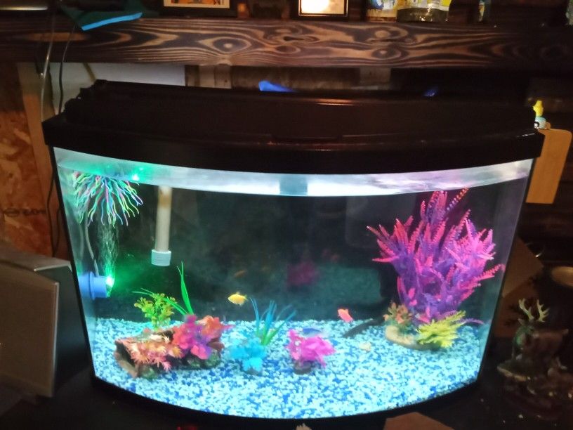 40 Gallon Fish Tank