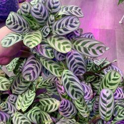 4” Pot Size: Calathea Ctenanthe Burle-Marxii Prayer Plant; $13 Each