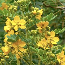 Arbol De Senna——-