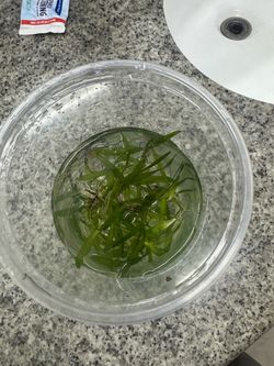 Jungle val aquatic plants