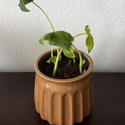 Baby Elephant Ear Plants (Alocasia) – Set of 3 in Designer Pot