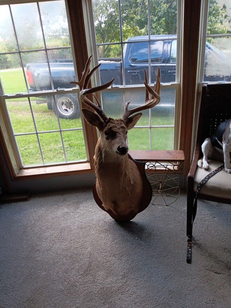 Deer Head