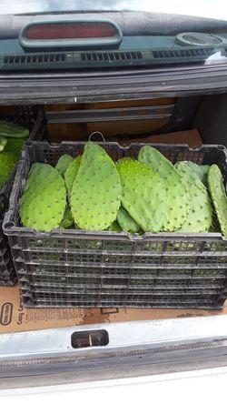 Nopalitos de venta tiernitos