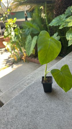 Alocasia elephant ear