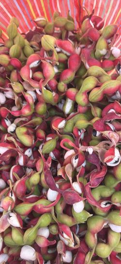 Guamuchiles
