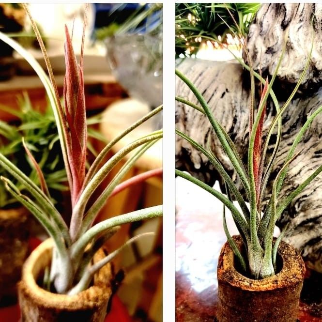 Tillandsia Air Plant -- Multiple Varieties Available
