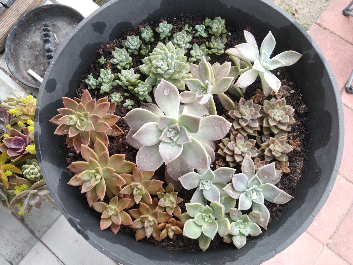 Succulents In Large Container