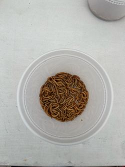 Mealworms