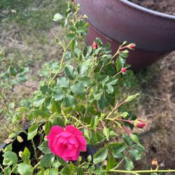 Roses