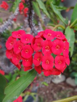 Crown Of Thorns Plant