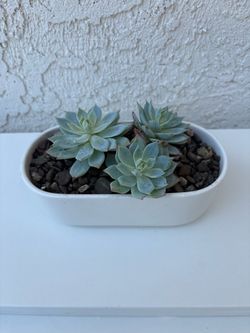 Echeveria Peacockii