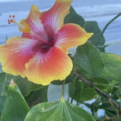 Hibiscus Plant