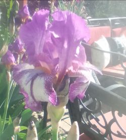 Hybrid bearded iris