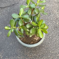 Jade Plant In Pot Decorative Green Easy To Care For White Flowers 