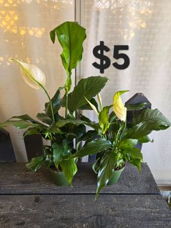 Peace Lily