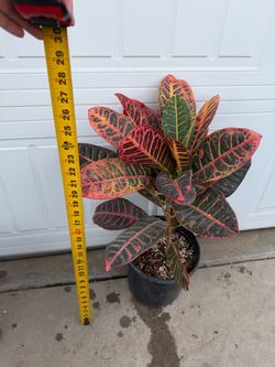 Petra croton variegated tree in 2.5 gallons pot