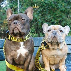 Offwhite collar and leash combo