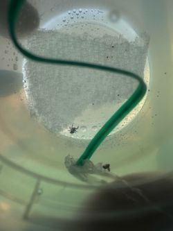 Jumping spider slings