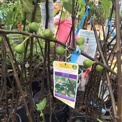 Celeste Brown Fig Fully Grown Plant In 3 Gallon Pot