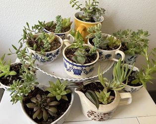 Succulent Arrangements
