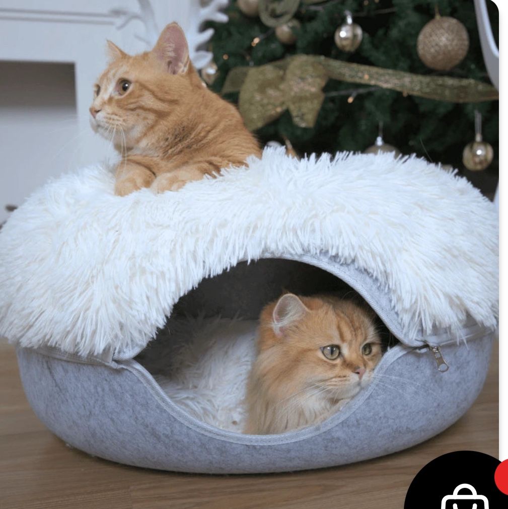 Comfy Cat Bef