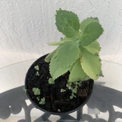 Mother Of Thousands Succulent Plant