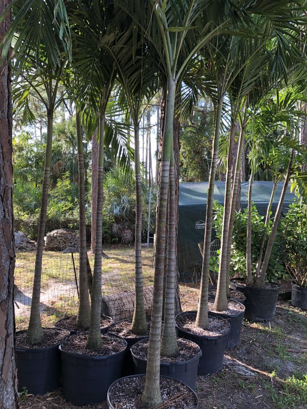 Palm trees for Sale in FL, US OfferUp