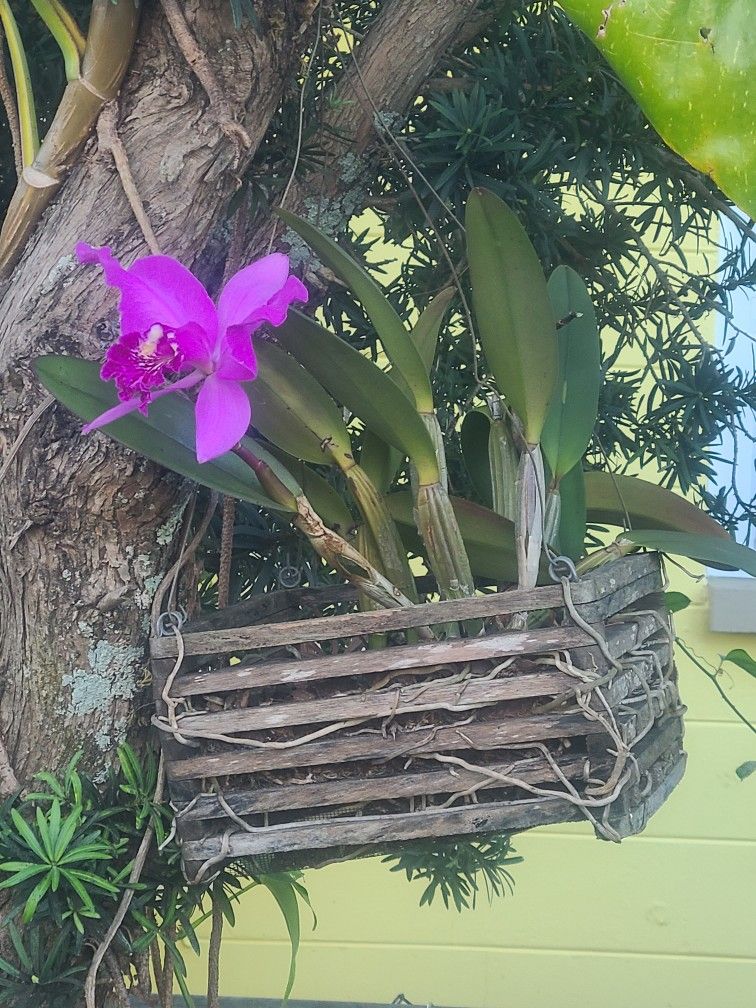 Rare Orchid