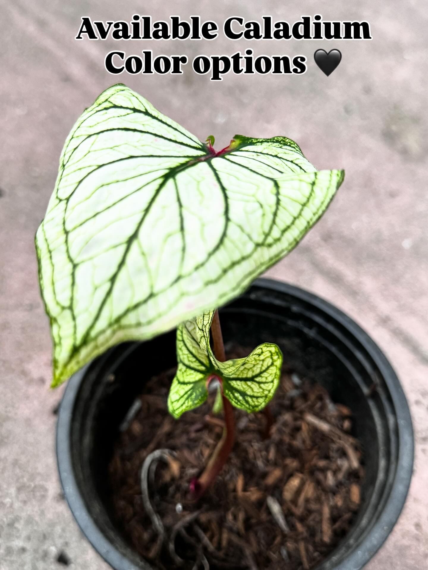 Green And White Caladium (only 1 Available)