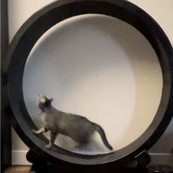 Cat Exercise Wheel