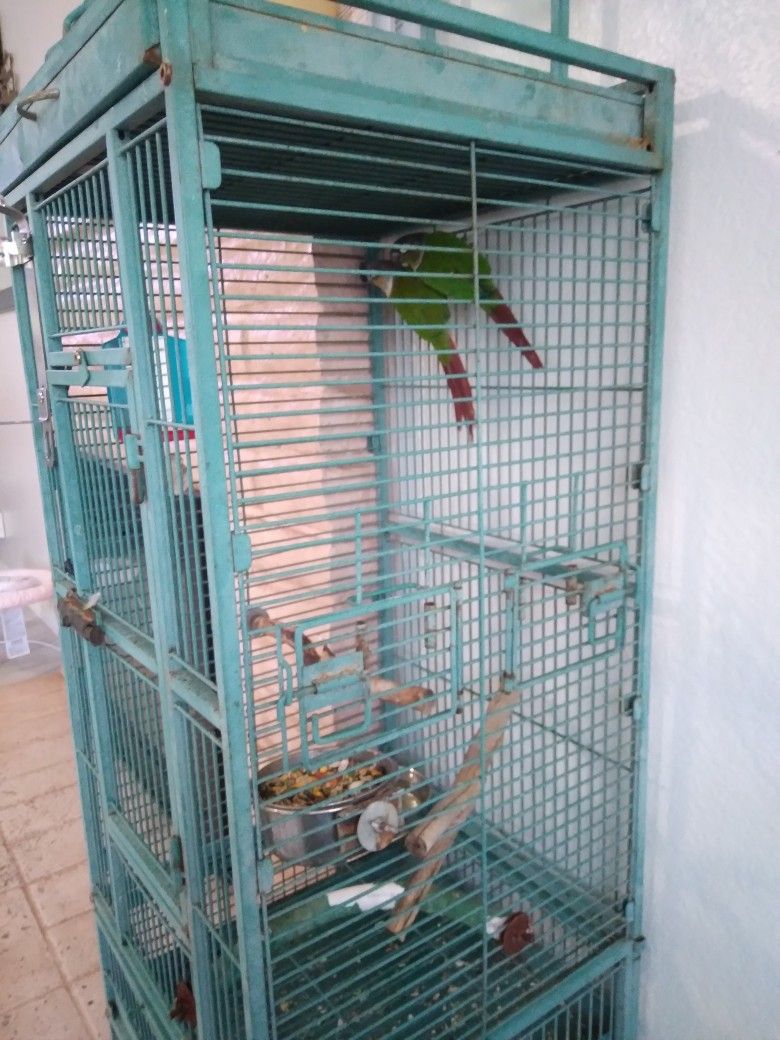 Gaula Para Pericos