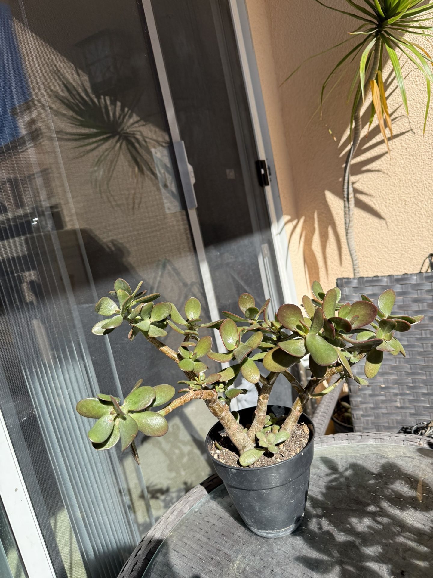 Jade Plant