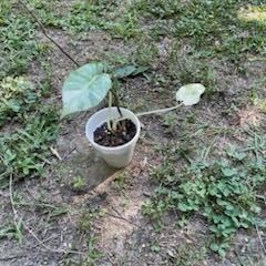 Small Variegated Alocasia Plant 