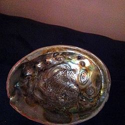 7 × 8 IN  Abalone  Shell 